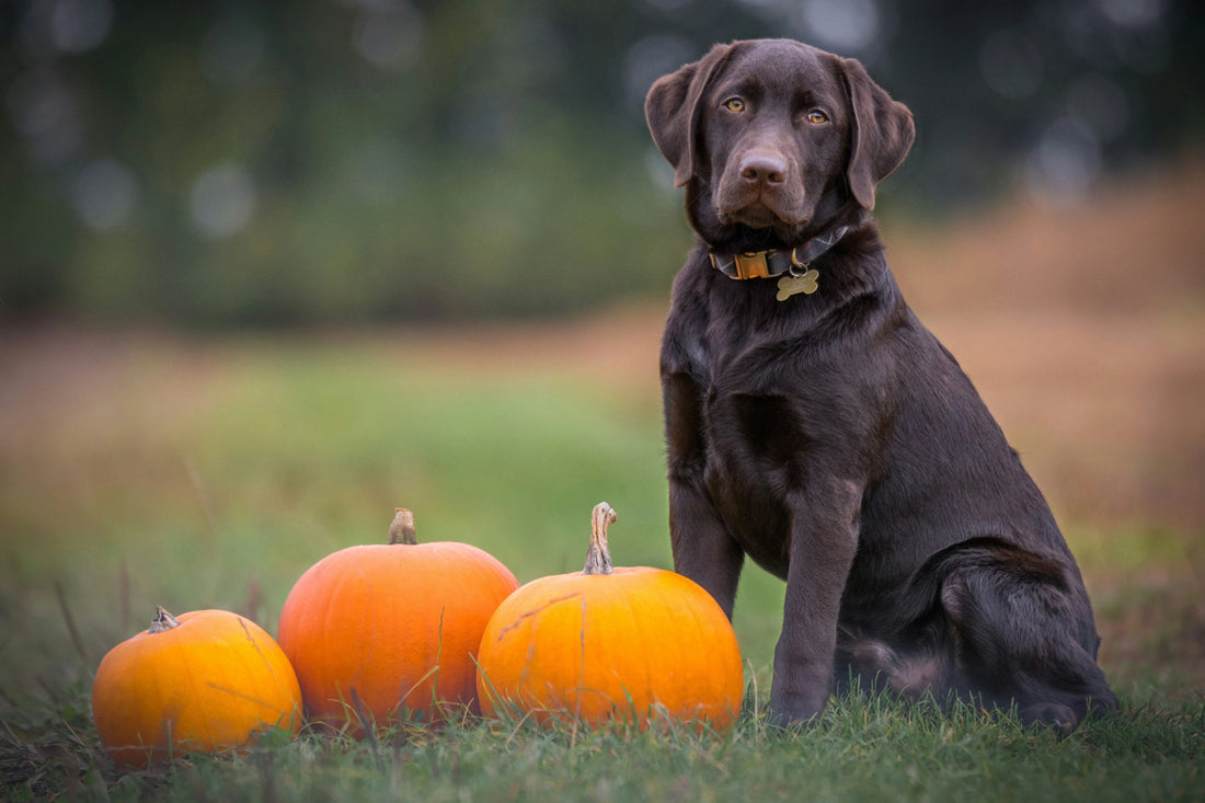 A-Thanksgiving-Feast-Your-Pets-Can-Enjoy-Safely PawSolo™