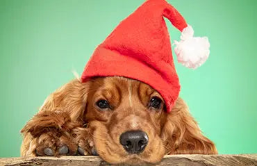 Pet posing for a perfect photo with a bright background