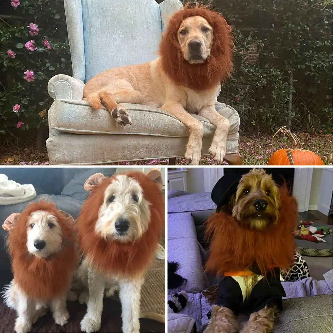 Realistic Lion Mane Costume for Dogs - Perfect for Medium & Large Breeds, Ideal for Halloween and Pet Parties