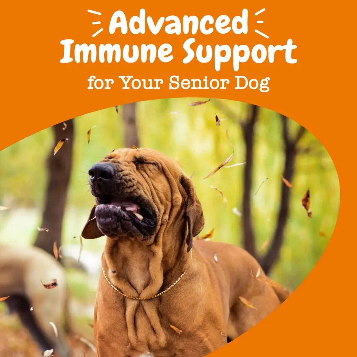 Senior Advanced Allergy Relief & Immune Support Bites for Senior Dogs,  Salmon Flavor, 90 Ct