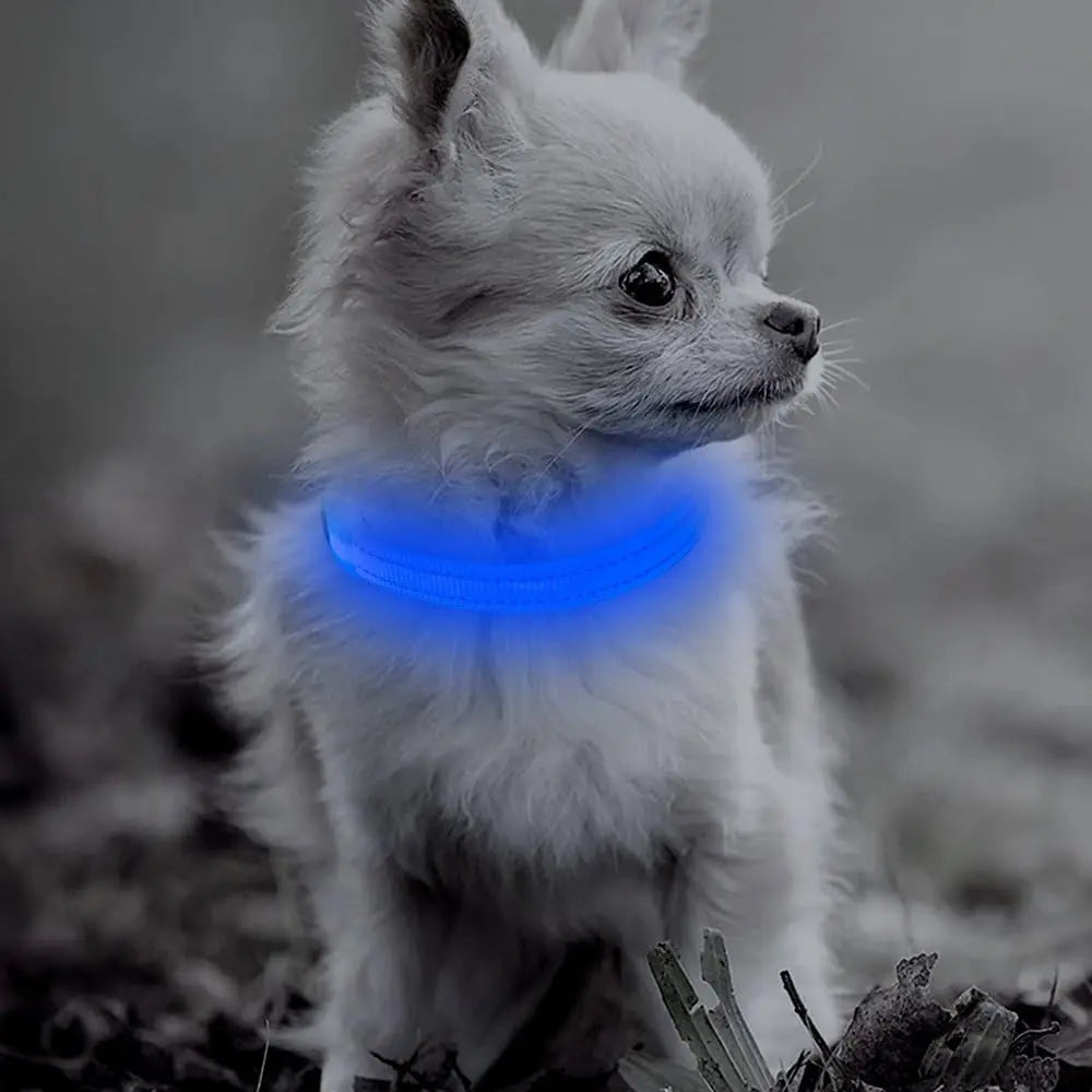 Puppy LED Dog Collars - USB Rechargeable Light up Dog Collar Adjustable Reflective Pet Collars Keep Your Small Dogs and Cats Be Seen & Safe in the Dark (XS, Royal Blue)